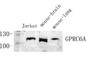 Western Blot (WB) analysis of specific cells using Antibody diluted at 1:1000. (GPRC6A anticorps  (Internal Region))