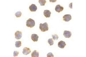 Immunocytochemistry of Bcl-2 in A20 cells with AP30129PU-N Bcl-2 antibody at 2 μg/ml. (Bcl-2 anticorps  (Intermediate Domain))