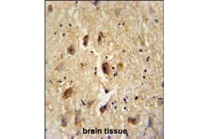 VITRN antibody immunohistochemistry analysis in formalin fixed and paraffin embedded human brain tissue followed by peroxidase conjugation of the secondary antibody and DAB staining. (Vitrin anticorps  (C-Term))