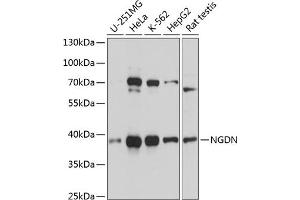 Western blot analysis of extracts of various cell lines, using NGDN antibody  at 1:3000 dilution. (NGDN anticorps  (AA 61-209))