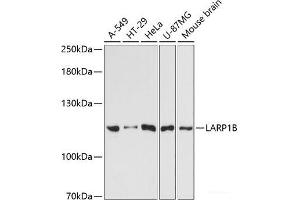 Western blot analysis of extracts of various cell lines using LARP1B Polyclonal Antibody at dilution of 1:3000. (LARP1B anticorps)