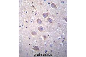 PCDHA5 Antibody (Center) immunohistochemistry analysis in formalin fixed and paraffin embedded human brain tissue followed by peroxidase conjugation of the secondary antibody and DAB staining. (PCDHA5 anticorps  (Middle Region))