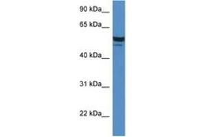 Image no. 1 for anti-Serum Deprivation Response (SDPR) (AA 80-129) antibody (ABIN6746320) (SDPR anticorps  (AA 80-129))