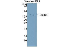 Western blot analysis of recombinant Mouse ISR. (Insulin Receptor anticorps  (AA 1101-1372))