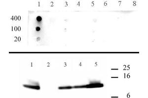 Histone H4 acetyl Lys5 antibody specificity data. (Histone H4 anticorps  (acLys5))
