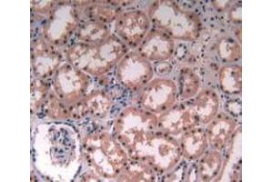 IHC-P analysis of Human Kidney Tissue, with DAB staining. (MAT2A anticorps  (AA 176-395))