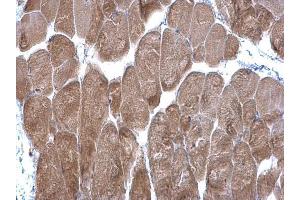 IHC-P Image DPP3 antibody [N2C1], Internal detects DPP3 protein at cytoplasm on mouse muscle by immunohistochemical analysis.