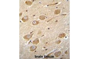 CNGA4 Antibody (N-term) immunohistochemistry analysis in formalin fixed and paraffin embedded human brain tissue followed by peroxidase conjugation of the secondary antibody and DAB staining. (CNGA4 anticorps  (N-Term))