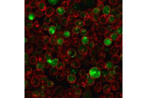 Immunofluorescence staining of MOLT-4 cells using MSH2 Mouse Monoclonal Antibody (MSH2/2622) followed by goat anti-mouse IgG conjugated to CF488 (green).