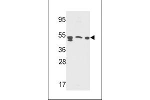 Western blot analysis of S Antibody (Center ) (Cat. (APCS anticorps  (AA 285-314))