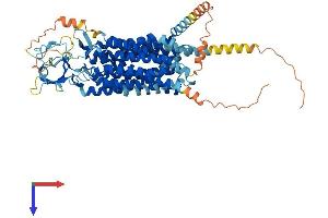 AlphaFold protein structure predicition of Human Recombinant SLCO1B1 Protein, UniprotID Q9Y6L6