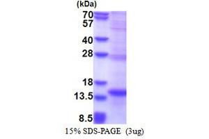 SDS-PAGE (SDS) image for Natural Cytotoxicity Triggering Receptor 2 (NCR2) (AA 19-130) protein (His tag) (ABIN5853466)