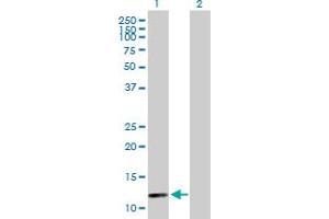 Western Blot analysis of BOLA1 expression in transfected 293T cell line by BOLA1 MaxPab polyclonal antibody. (BOLA1 anticorps  (AA 1-137))