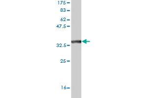 Western Blot detection against Immunogen (35.
