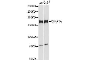 Western blot analysis of extracts of various cell lines, using CHAF1A antibody. (CHAF1A anticorps)