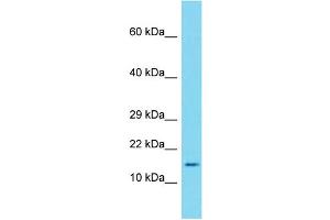 Host:  Rabbit  Target Name:  Saa1  Sample Type:  Mouse Thymus lysates  Antibody Dilution:  2. (SAA1 anticorps  (Middle Region))