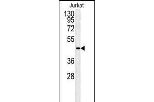 Western blot analysis of FFAR3 Antibody (C-term) (ABIN651415 and ABIN2840225) in Jurkat cell line lysates (35 μg/lane). (FFAR3 anticorps  (C-Term))