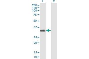 Western Blot analysis of FCRLB expression in transfected 293T cell line by FCRLB MaxPab polyclonal antibody. (FCRLB anticorps  (AA 1-312))