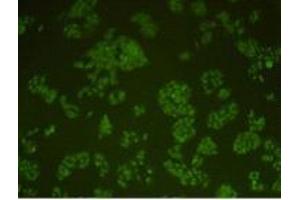 Immunocytochemistry (ICC) image for anti-Protein Kinase, DNA-Activated, Catalytic Polypeptide (PRKDC) (Catalytic Subunit) antibody (ABIN1854884)