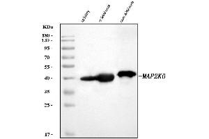 Western blot analysis of MKK6/MAP2K6 using anti-MKK6/MAP2K6 antibody (ABIN7601279).