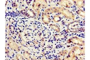 Immunohistochemistry of paraffin-embedded human kidney tissue using ABIN7171522 at dilution of 1:100 (GBL anticorps  (AA 159-220))