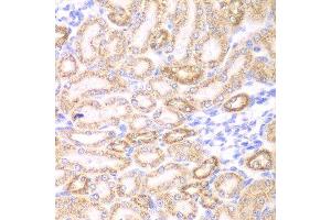 Immunohistochemistry of paraffin-embedded rat kidney using GOT1 antibody at dilution of 1:200 (400x lens). (GOT1 anticorps)