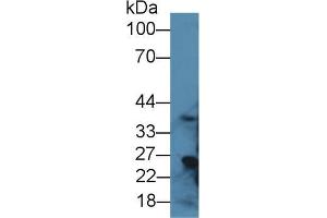 Western blot analysis of Rat Liver lysate, using Rat RGN Antibody (1 µg/ml) and HRP-conjugated Goat Anti-Rabbit antibody (