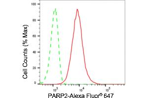 anti-Poly (ADP-Ribose) Polymerase 2 (PARP2) antibody