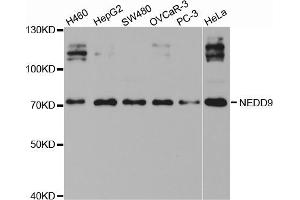 Western blot analysis of extracts of various cell lines, using NEDD9 antibody (ABIN5971353) at 1/1000 dilution. (NEDD9 anticorps)