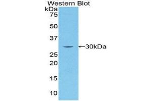 Western Blotting (WB) image for anti-Breast Cancer 2, Early Onset (BRCA2) (AA 2308-2537) antibody (ABIN1858171) (BRCA2 anticorps  (AA 2308-2537))