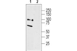 Western blot analysis of rat dorsal root ganglion lysates: - 1.