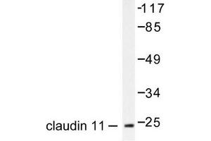 Image no. 1 for anti-Claudin 11 (CLDN11) antibody (ABIN265360) (Claudin 11 anticorps)