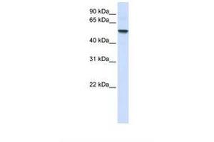 Image no. 1 for anti-Ectonucleoside Triphosphate diphosphohydrolase 8 (ENTPD8) (AA 110-159) antibody (ABIN6739185) (ENTPD8 anticorps  (AA 110-159))