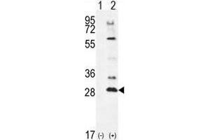 Western blot analysis of TSSK4 (arrow) using rabbit polyclonal TSSK4 Antibody (C-term) . (TSSK4 anticorps  (C-Term))