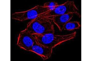 Immunofluorescence analysis of HeLa cells using AOF1 mouse mAb. (KDM1B anticorps  (AA 6-129))