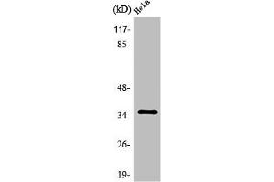 Western Blot analysis of HeLa cells using Olfactory receptor 10R2 Polyclonal Antibody