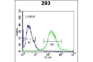 Flow cytometric analysis of 293 cells (right histogram) compared to a negative control cell (left histogram). (RUVBL1 anticorps  (AA 247-280))
