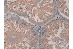 Used in DAB staining on fromalin fixed paraffin- embedded kidney tissue (LPO anticorps  (AA 351-589))