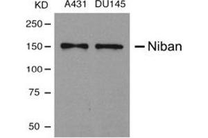 Image no. 1 for anti-Family with Sequence Similarity 129, Member A (FAM129A) (AA 908-920) antibody (ABIN197598) (Niban anticorps  (AA 908-920))
