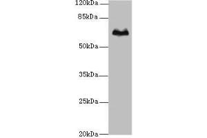 Western blot All lanes: TBX15 antibody at 5 μg/mL + Hela whole cell lysate Secondary Goat polyclonal to rabbit IgG at 1/10000 dilution Predicted band size: 66, 55 kDa Observed band size: 66 kDa (T-Box 15 anticorps  (AA 1-496))
