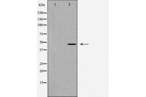Western blot analysis of Caspase 1 expression in 293 cells. (Caspase 1 anticorps  (C-Term))