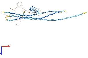 AlphaFold protein structure predicition of Mouse Recombinant Lrrcc1 Protein, UniprotID Q69ZB0