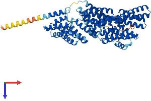 AlphaFold protein structure predicition of Mouse Recombinant Mau2 Protein, UniprotID Q9D2X5