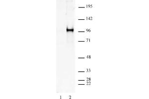 Sp1 phospho Ser101 antibody tested by Western blot. (SP1 anticorps  (pSer101))
