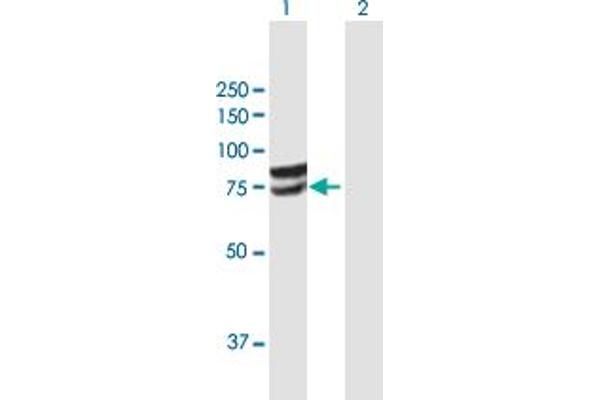 GLCE anticorps  (AA 1-617)