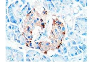 Human pancreas tissue was stained by Rabbit Anti-Glucagon (19-29)  (H) Antibody