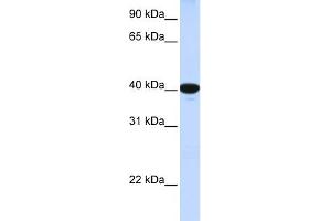 WB Suggested Anti-G6PC Antibody Titration:  1 ug/ml  Positive Control:  Fetal Lung cell lysate