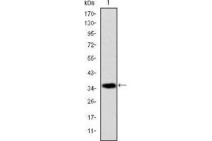 Western blot analysis using AIF mAb against human AIF (AA: 1-261) recombinant protein.