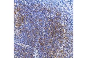 IHC analysis of TRIM6 using anti-TRIM6 antibody (ABIN7601905). (TRIM6 anticorps  (AA 50-349))