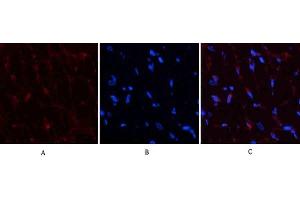 Immunofluorescence analysis of rat heart tissue. (PDGFB anticorps  (AA 30-110))